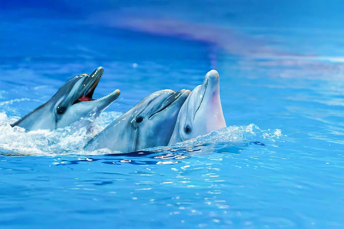 Dubai Dolphinarium 3